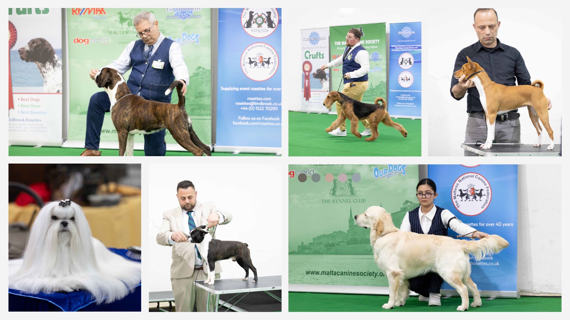 ALL BREED CHAMPIONSHIP DOG SHOW (April 2025) by the Malta Canine Society