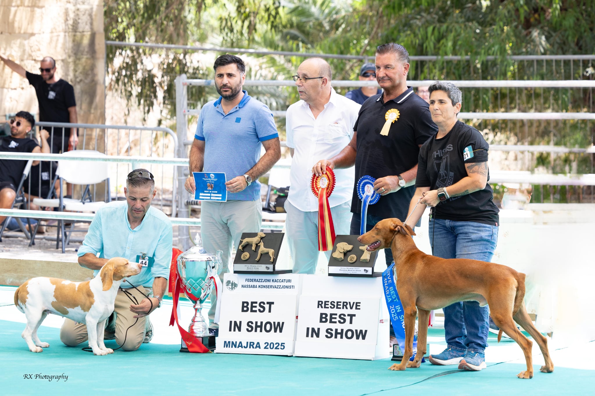 Imnarja 2025 Maltese Breeds Canine Show