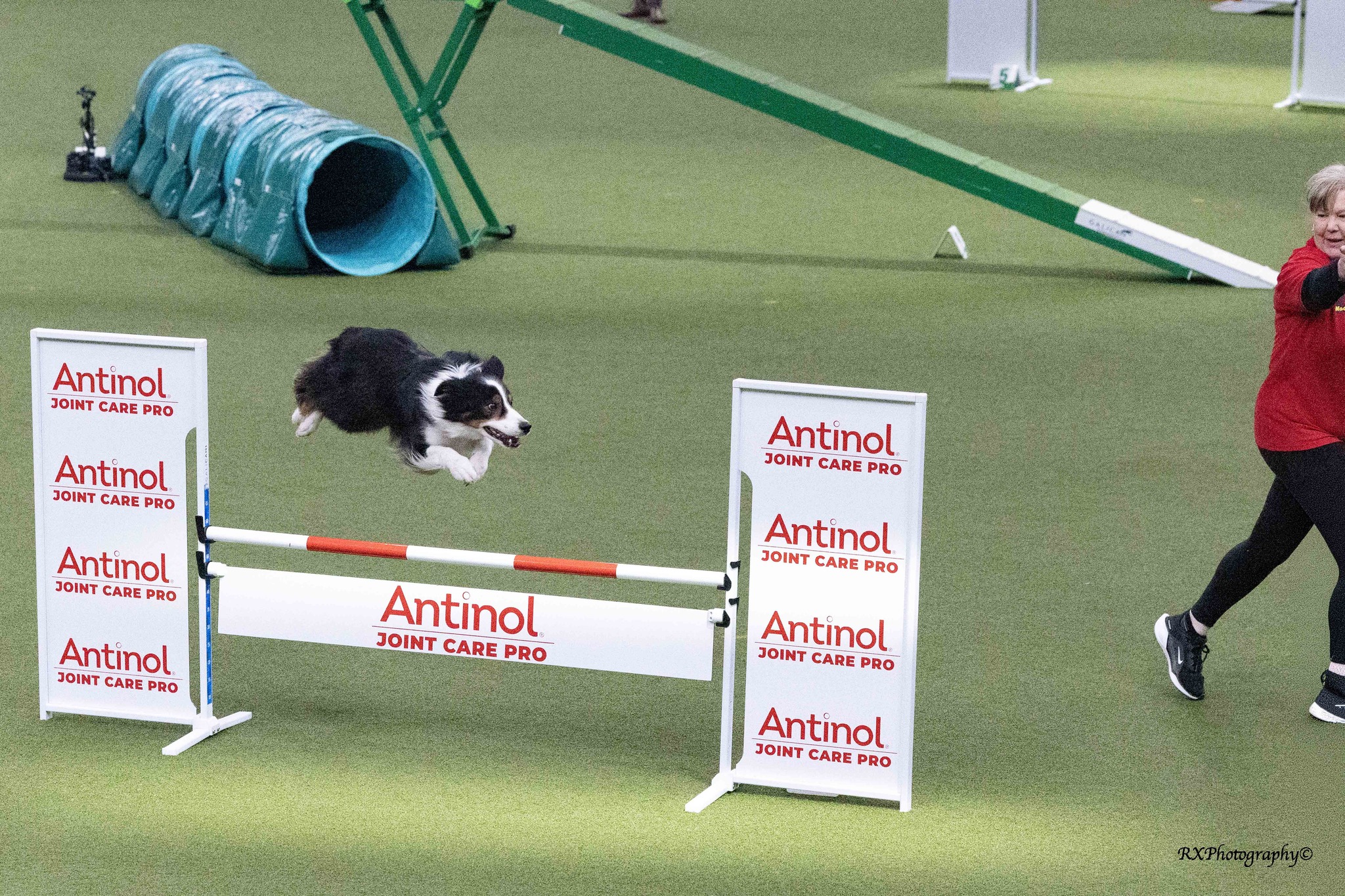 Crufts (5th-8th March 2026)