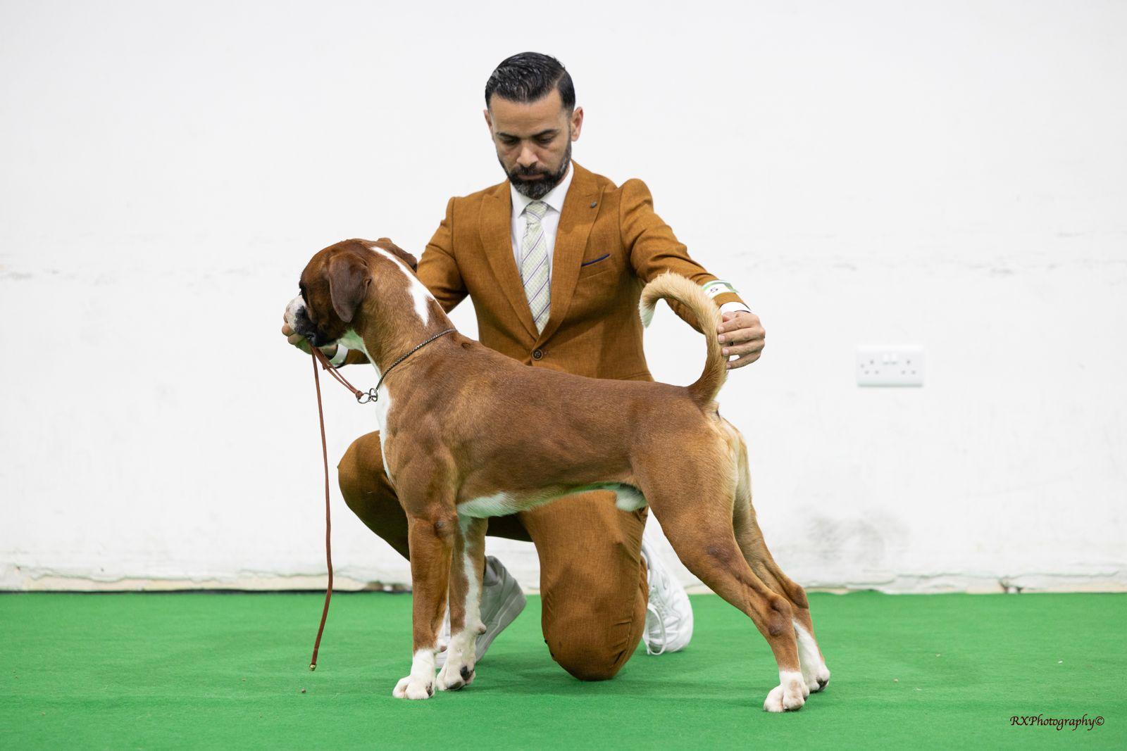 The Malta Canine Society All Breed Championship Dog Show (11th-12th April 2026)
